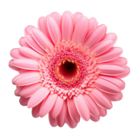 Gerbera flower isolated. Illustration AI Generative png