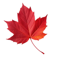 Autumn leaf isolated. Illustration AI Generative png