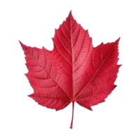 Autumn leaf isolated. Illustration AI Generative png