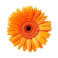 Gerbera flower isolated. Illustration AI Generative png