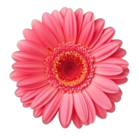Gerbera Blume isoliert. Illustration ai generativ png