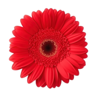 gerbera fleur isolé. illustration ai génératif png