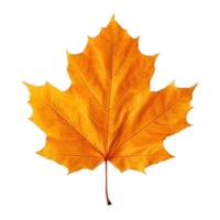 otoño hoja aislado. ilustración ai generativo png