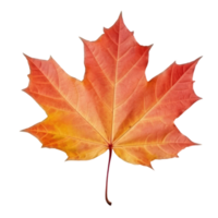 Autumn leaf isolated. Illustration AI Generative png