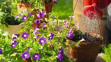 water de bloemen in de tuin. petunia's en caliberhoa in de tuin. gieter en zorgzaam voor bloemen video