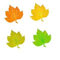 set of vector maple leaves