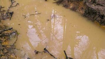 spatten water in een plas in langzaam beweging Aan een regenachtig dag in een Woud avontuur naar genieten de regen en modder met plons en plassen net zo buitenshuis avontuur en buitenshuis werkzaamheid met familie en vrienden video