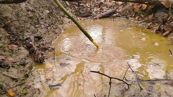 espirrando água dentro uma poça dentro lento movimento em uma chuvoso dia dentro uma floresta aventura para apreciar a chuva e lama com respingo e poças Como ao ar livre aventura e ao ar livre atividade com família e amigos video