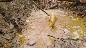 bambino giocando con un' bastone nel un' pozzanghera nel un' foresta dopo pesante pioggia godendo natura e esplorando selvaggio foresta avventure nel lento movimento mostrando spruzzi acqua nel un' rilassante modo durante escursioni a piedi giro video