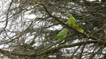 verde de pescoço rosa periquito casal psitaculídeos acasalamento dentro Primavera dentro uma árvore com Está vermelho bico Como invasivo espécies dentro Europa para animais selvagens observação de pássaros emparelhamento para pequeno papagaios video