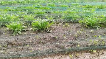 Growing green salad field as organic plantation and mono-culture for fresh vegetables without pesticides shows growth of healthy cabbage and delicious cultivation of vitamin rich ingredients gardening video