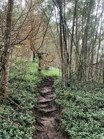 A path through the forest, left and right side of the path are surrounded by trees in Central of Java, Indonesia. photo