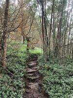 A path through the forest, left and right side of the path are surrounded by trees in Central of Java, Indonesia. photo