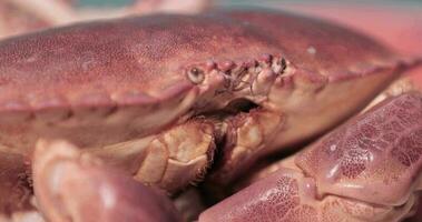 Macro Close Up Of A Live Crab Sitting Still With Eyes And Mouth Moving In Slow Motion. static shot video