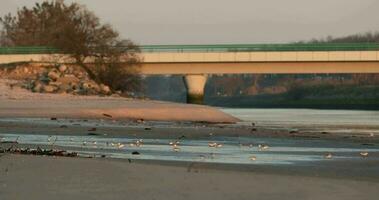 seagulls matning på de våt sand förbi de bro i vieira, portugal under solnedgång - mitten skott video