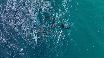 snorkeling com raro baleia tubarões em cebu ilha, Filipinas, aéreo Visão video