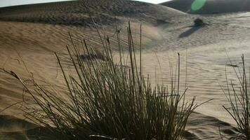 deserto pianta, arbusto, nel luce del sole nel mezzo est deserto video