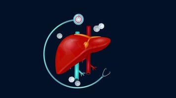 epatite giorno. 3d animazione di cuore trattamento con terra modello, virus va lontano con trattamento. Perfetto per presentazioni, eventi e formazione scolastica video