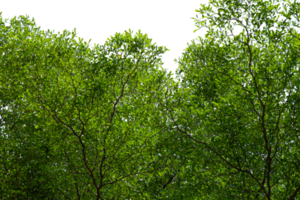 tree branch with green leaves isolated png