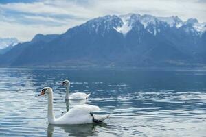 white swans at Lake Geneva in Vevey, Switzerland. photo