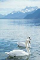 blanco cisnes a lago Ginebra en vey, Suiza. foto