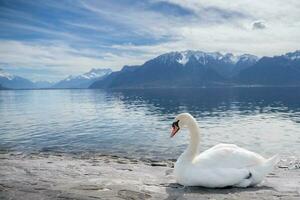 white swans at Lake Geneva in Vevey, Switzerland. photo