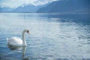 white swans at Lake Geneva in Vevey, Switzerland. photo