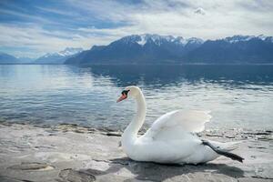 white swans at Lake Geneva in Vevey, Switzerland. photo