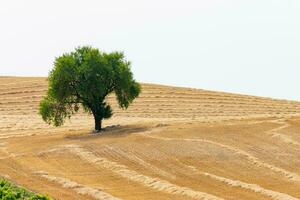 large tree in the middle of a field planted with photo