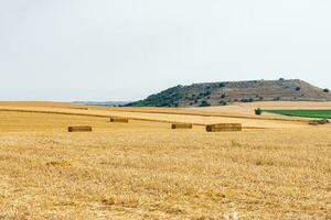 straw alpacas in the yellow working fields photo