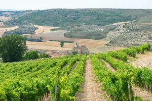 field of vineyards in castellan plateau in spain with village in the background photo