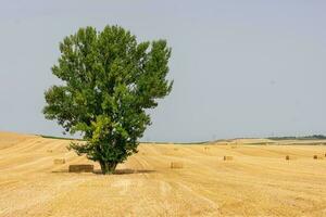 large tree in the middle of a field planted with photo