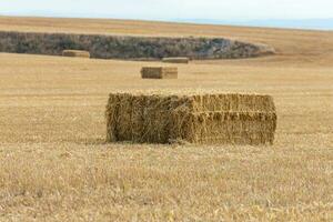 alpaca of straw in the middle of the sown field photo