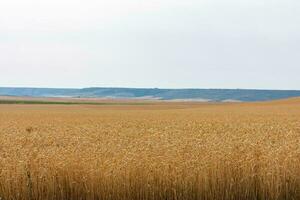 yellow wheat fields sown on sunny day photo