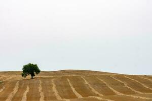 large tree in the middle of a field planted with photo