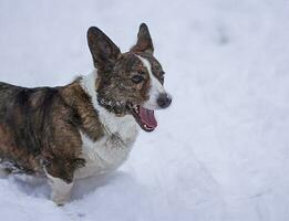 Portrait of a Welsh corgi dog with a long tricolor coat sitting outdoors on a winter day in the snow photo