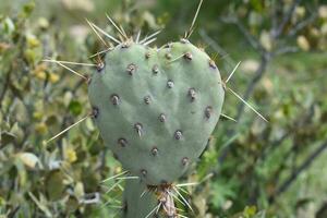 Heart Shaped Prickly Pear Cactus Pad, Arizona Plant photo