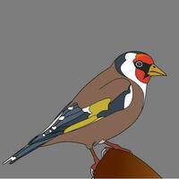 Vector the goldfinch is a highly coloured finch with a bright red face and yellow wing patch