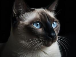 The Whiskered Aristocrat A Siamese Cat's Portrait photo
