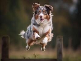 The Australian Shepherd's Agility in Action photo