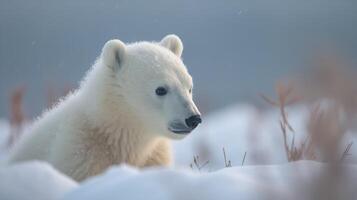 Polar Bear Cub's First Snow Encounter photo