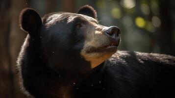 el iluminado por el sol resplandor de el Dom oso foto
