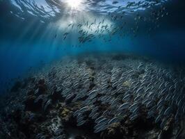 Underwater Symphony School of Silver Fish in Harmony photo