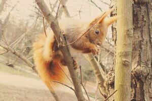 pequeño rojo mullido ardilla saltando en un árbol en otoño parque foto