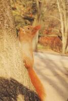 little red fluffy squirrel jumping in a tree in autumn park photo