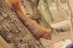 pequeño rojo mullido ardilla saltando en un árbol en otoño parque foto