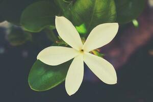 white exotic flower on the tree in natural habitat among green leaves photo