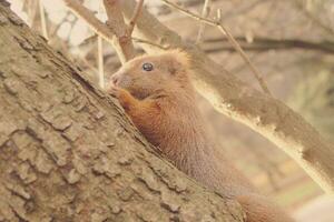 little red fluffy squirrel jumping in a tree in autumn park photo