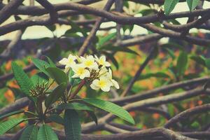 white exotic flower on the tree in natural habitat among green leaves photo