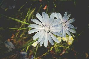 blue summer cornflower on green meadow background in close-up photo